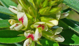 Lespedeza capitata